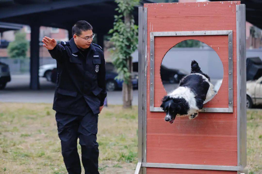 图丨拍摄于警犬训练基地