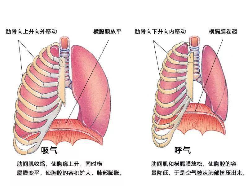 科普我们的身体系列呼吸和肺