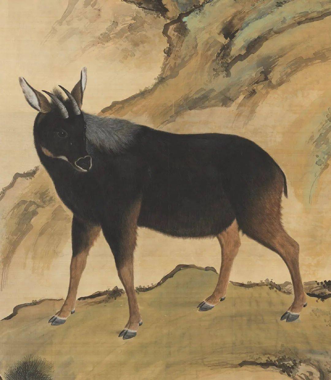 中华鬣羚,这长相有点6特别"牛"的那些牛(以下图片点击可查看大图)牛科