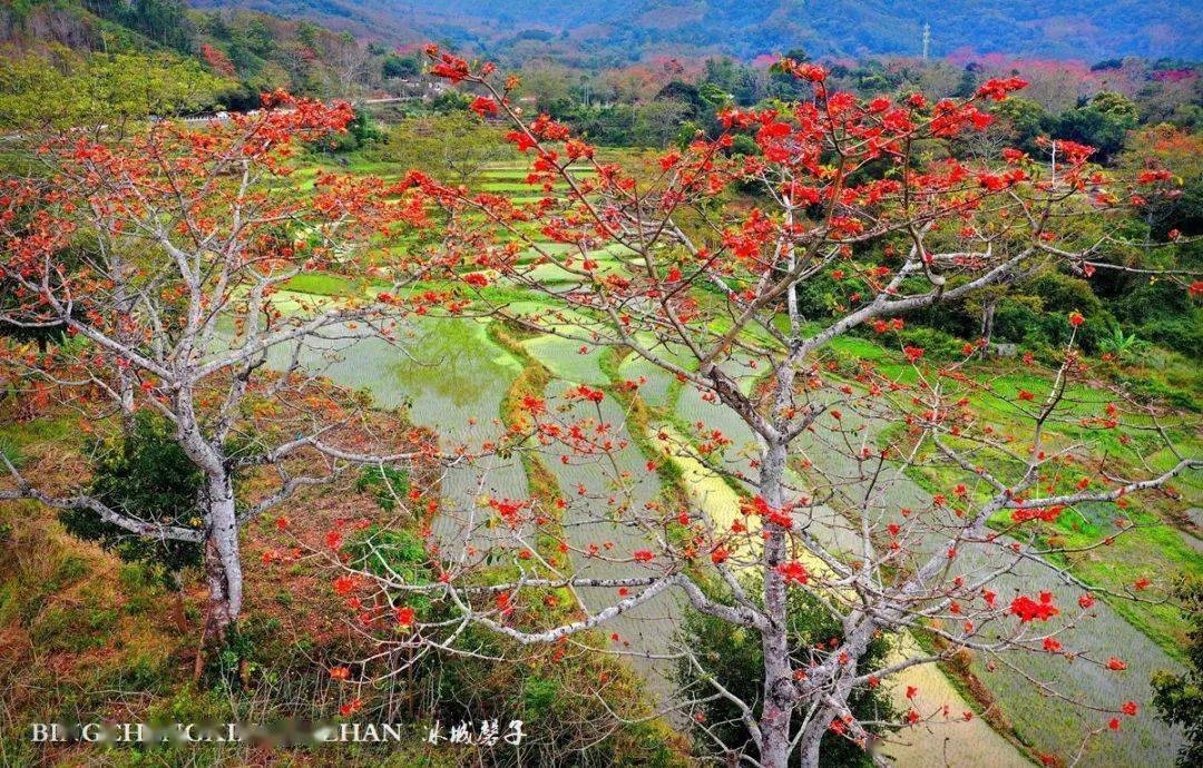 海南昌江:当木棉花遇见情人节