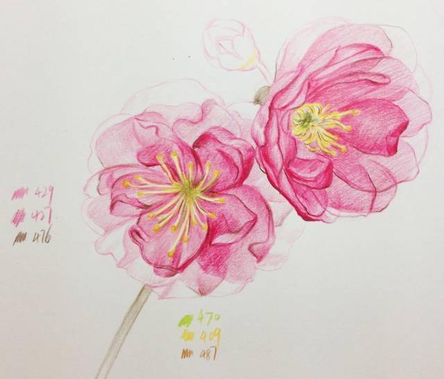 彩铅花卉简单 | 樱花手绘,彩铅笔画入门简单手绘