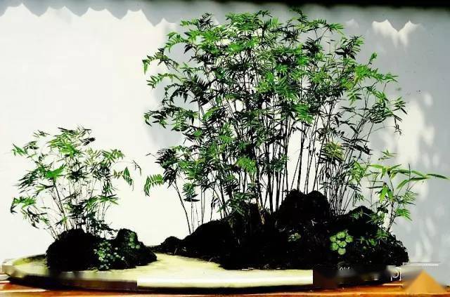 盆景欣赏——"以竹献福",节节高!