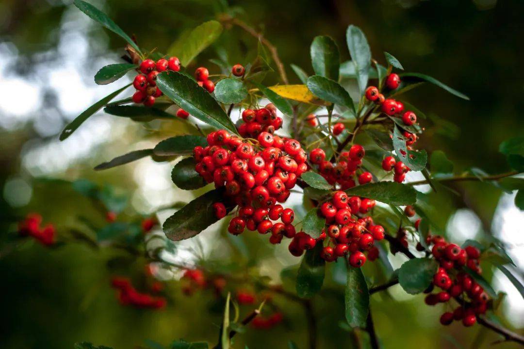 8种红色果实的植物新年红红火火