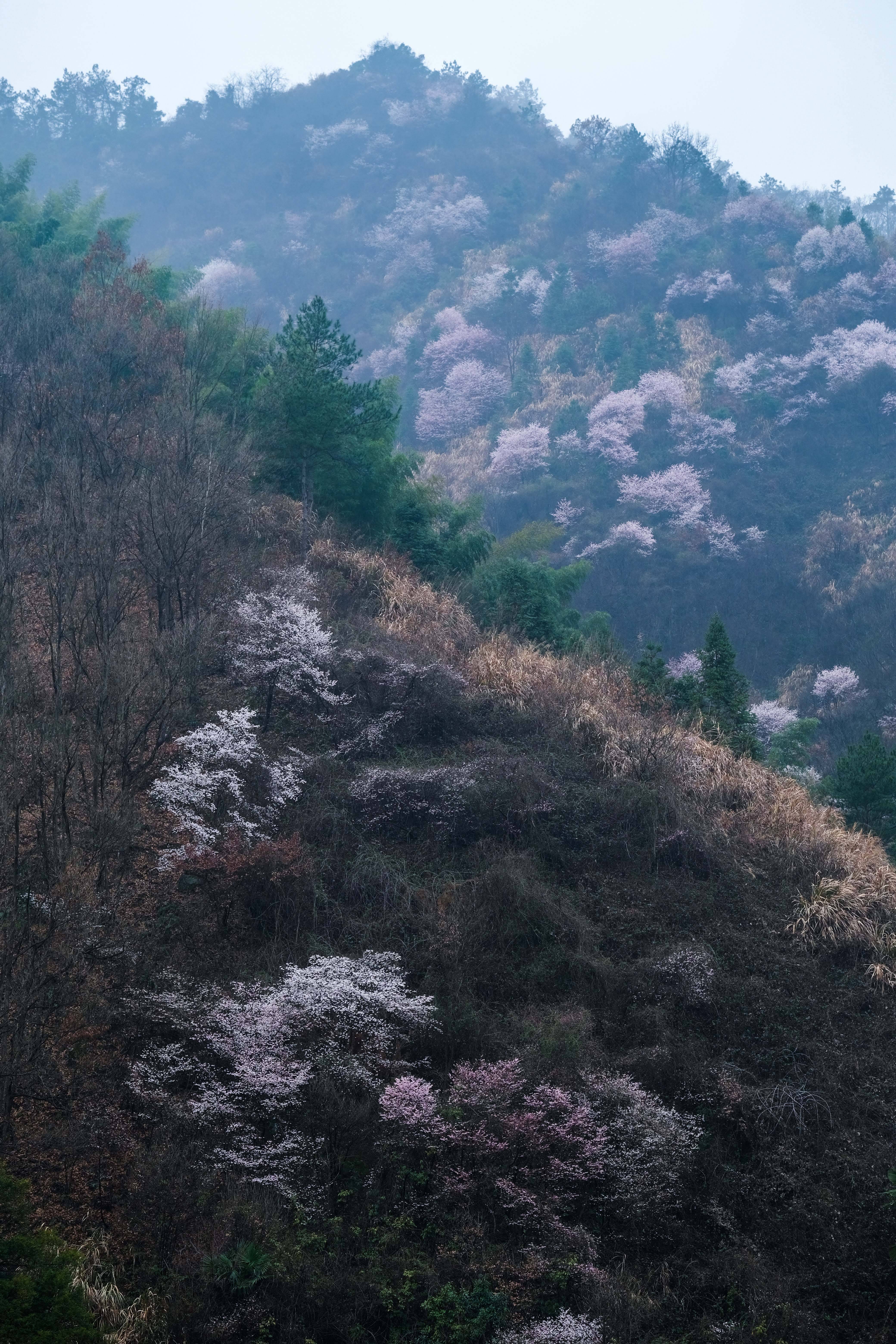 大地着春装 鲜花迎春来