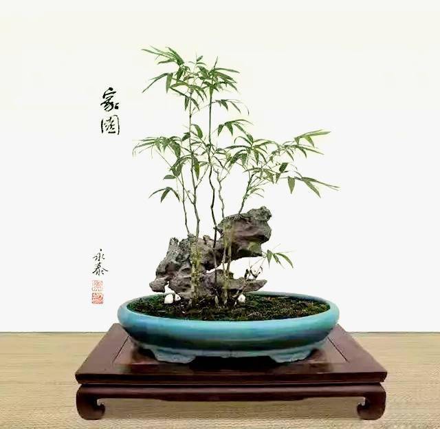 盆景欣赏以竹献福节节高