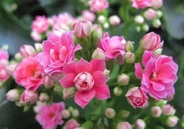 365种花卉图谱,保你啥花都认识!植物专业的你,春节必备,值得收藏!