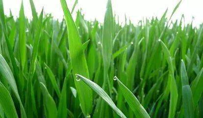 小麦要高产,春季怎么管?除草,施肥,杀虫,防病技术大全!