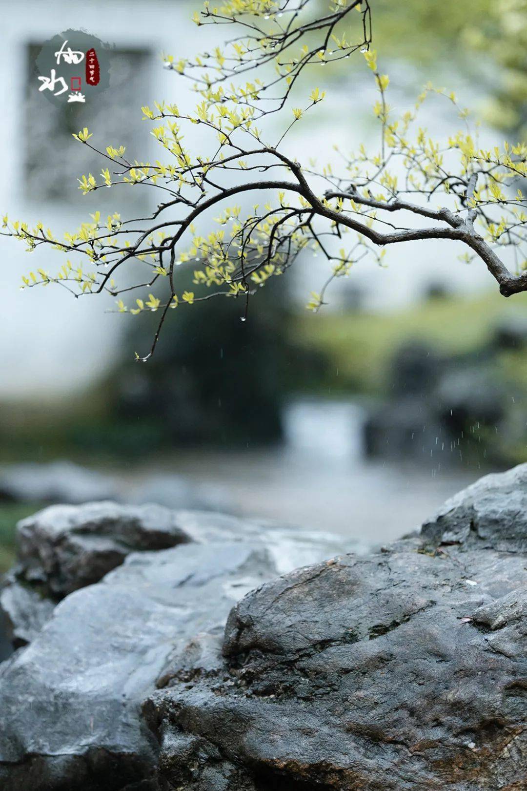 今日雨水随风潜入夜润物细无声新的一年风调雨顺