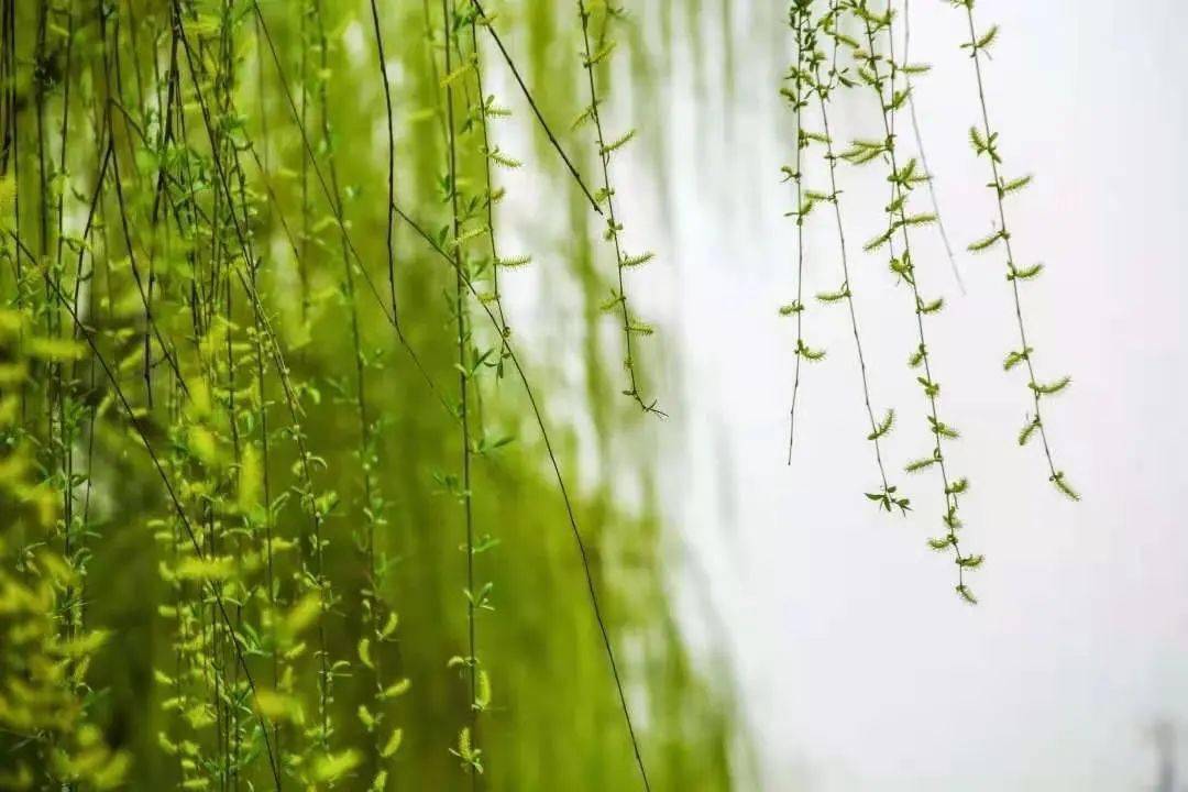 湖师廿四节气 | 今日雨水,一起回顾一下师院的"雨"吧!