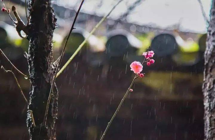 雨水迎一场春雨等一片花开