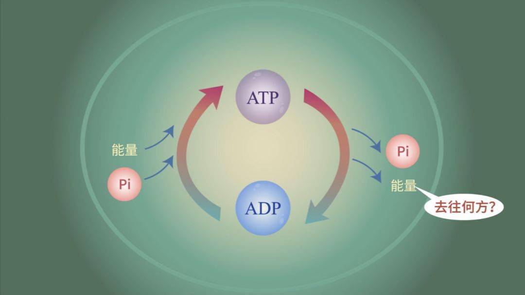 生物大师高中atp中国能源