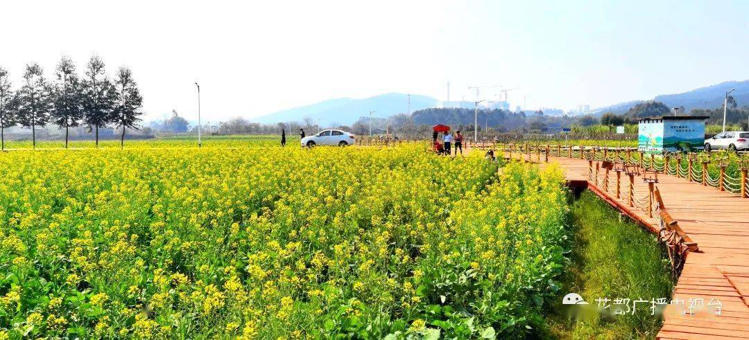 行走花都|赤坭说:油菜花开了,来这里把春天送给你!