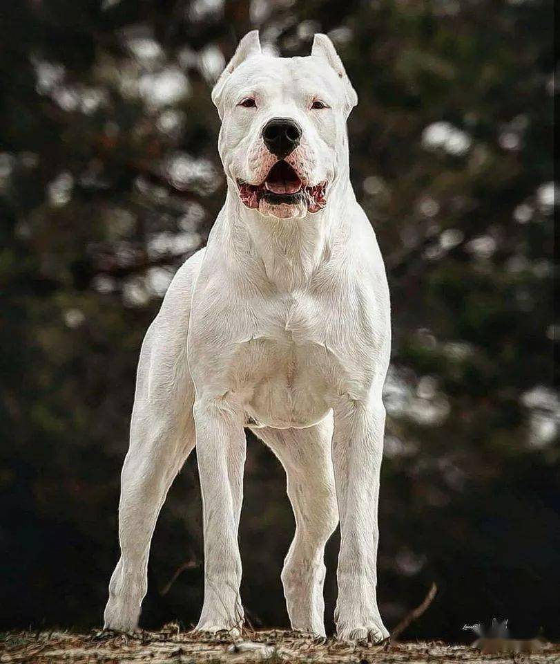 今年亮相西敏寺犬展的新品种,你了解多少呢?_巴贝特