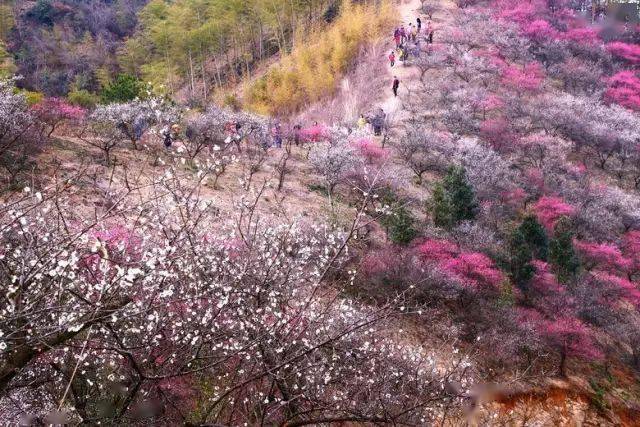 春天花事22836号安吉塞外风光感受千亩梅花开成海邂逅安吉梅花沟