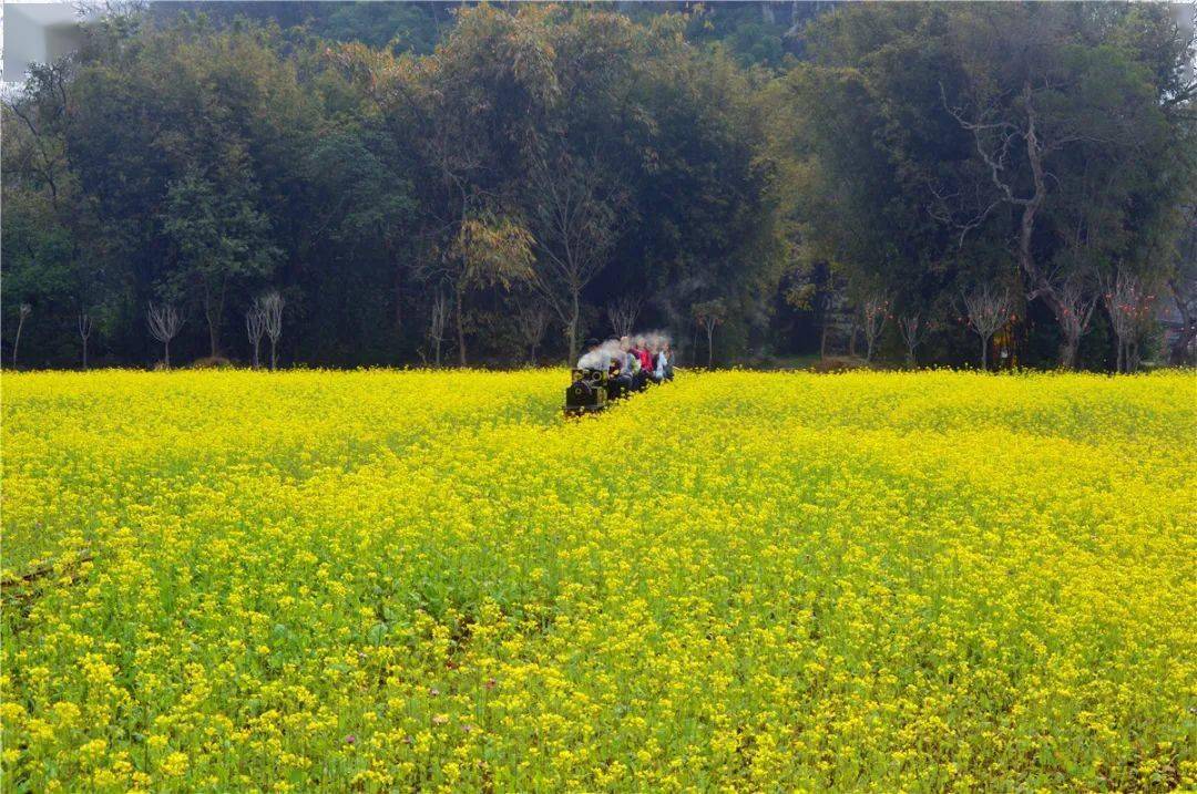 湖畔油菜花海盛放,遍地金黄美到爆!_清远市