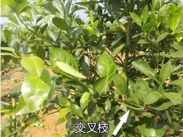 柑橘十大整形修剪手段送上!
