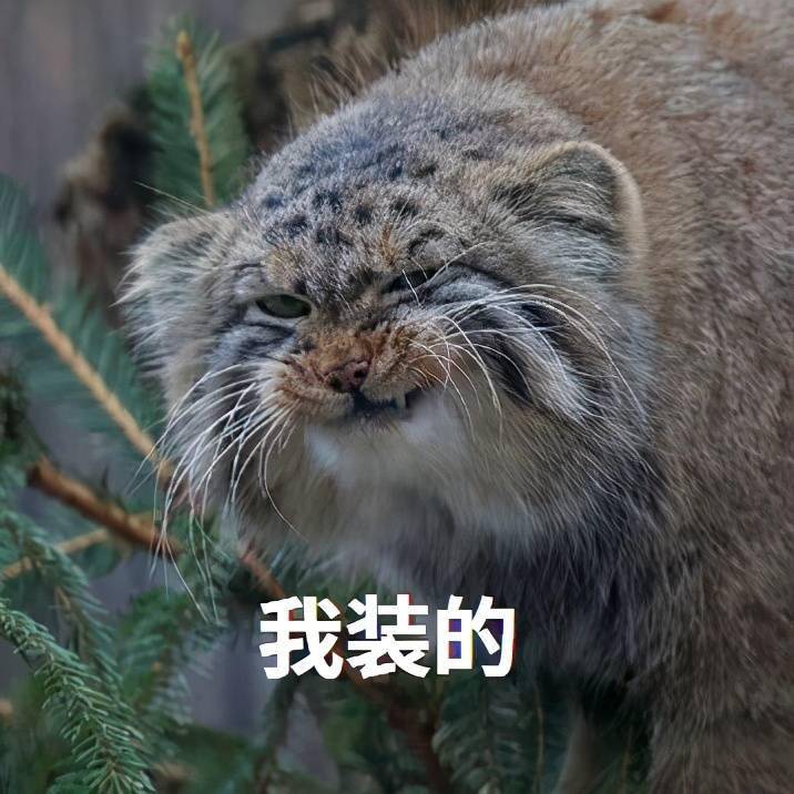 自然探秘所猫科动物表情包新晋鼻祖兔狲