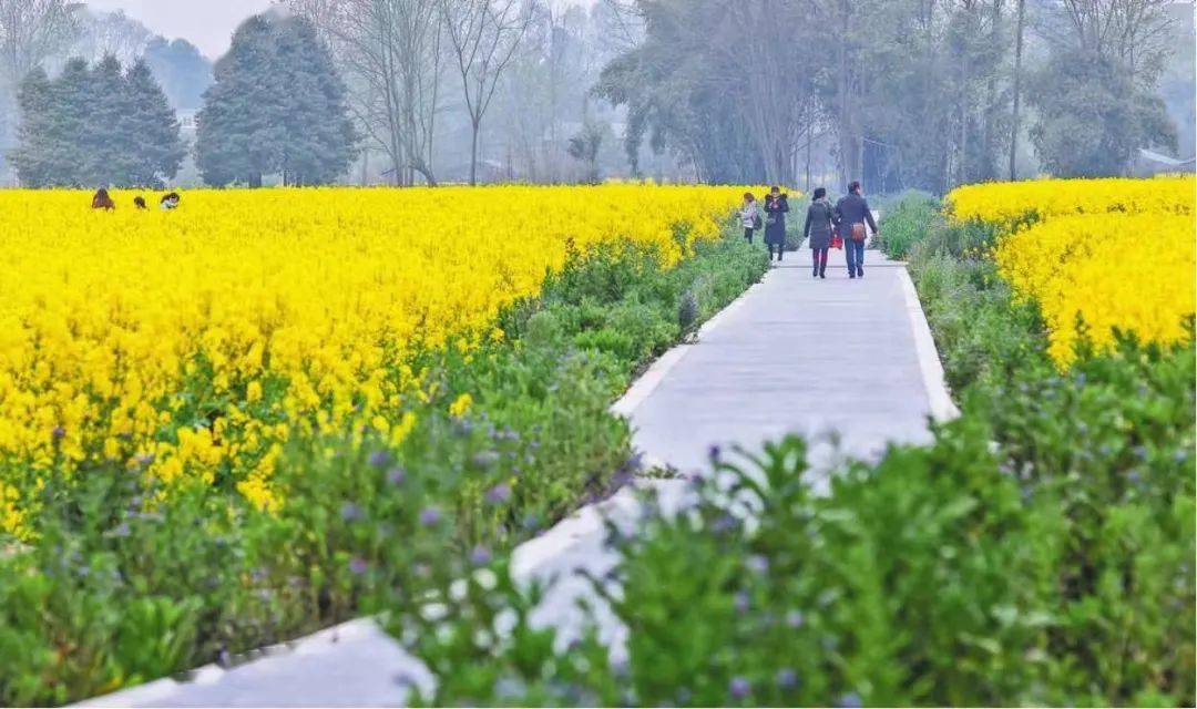 花漾新津意正浓,争芳斗艳正当时_油菜花