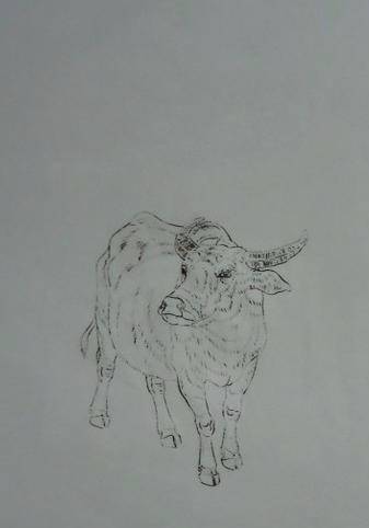 工笔画-短毛动物,羊,牛的几种画法!