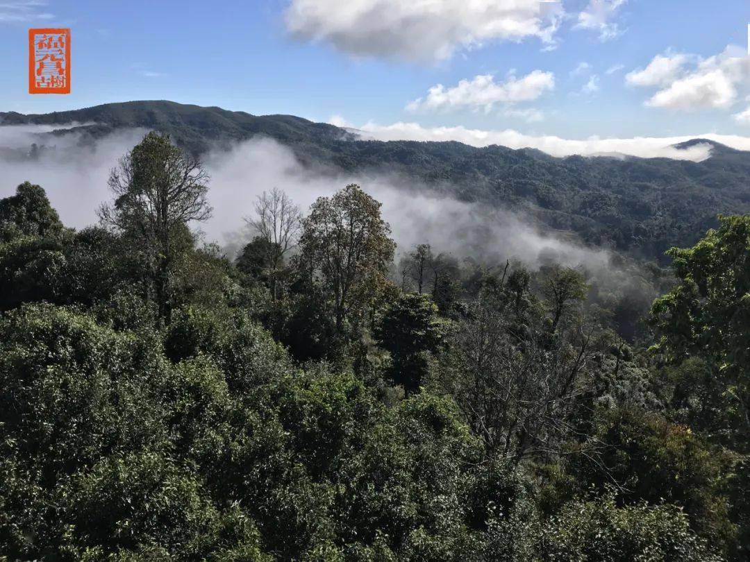 贺开古茶山:过年前的悠闲