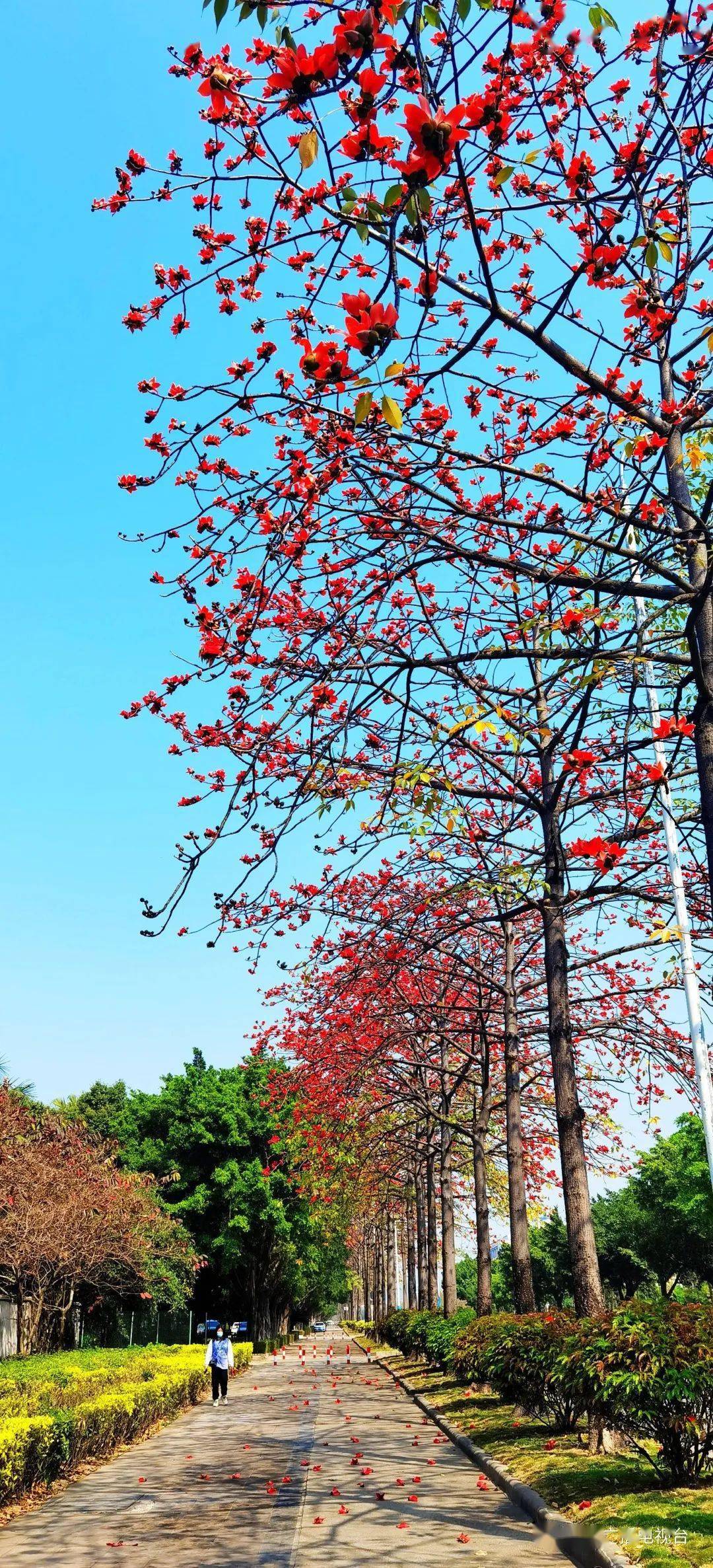 行走花都|红红火火春来早,花都这里"开门红"!