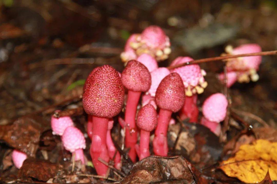 虽属无毒菌类,但如果其所生长的地方发生污染,或者地层下含有有毒矿物