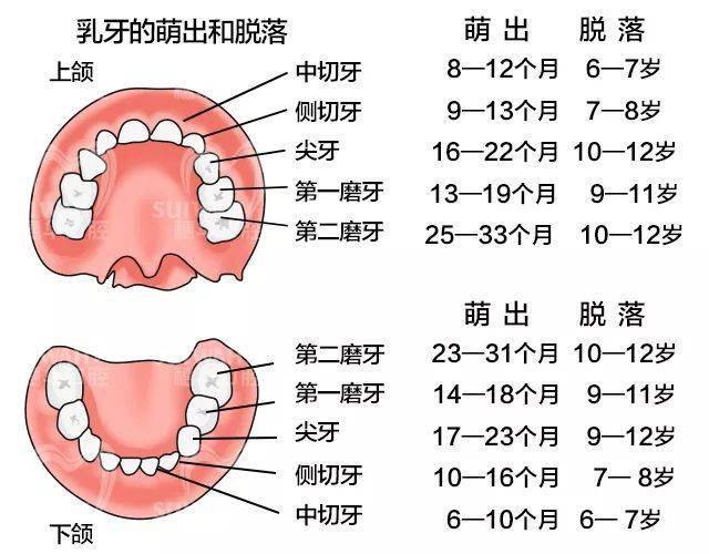 乳牙占有的每一个预留位置都是为了引导新的恒牙胚长到正确的位置. 1.