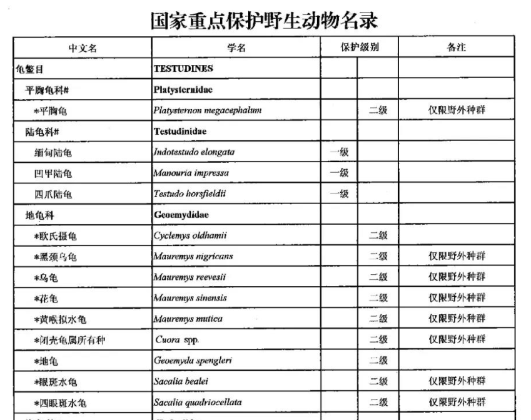 可养可吃可交易一大波养殖量大的龟类解禁了6月30日前快办养殖证就可