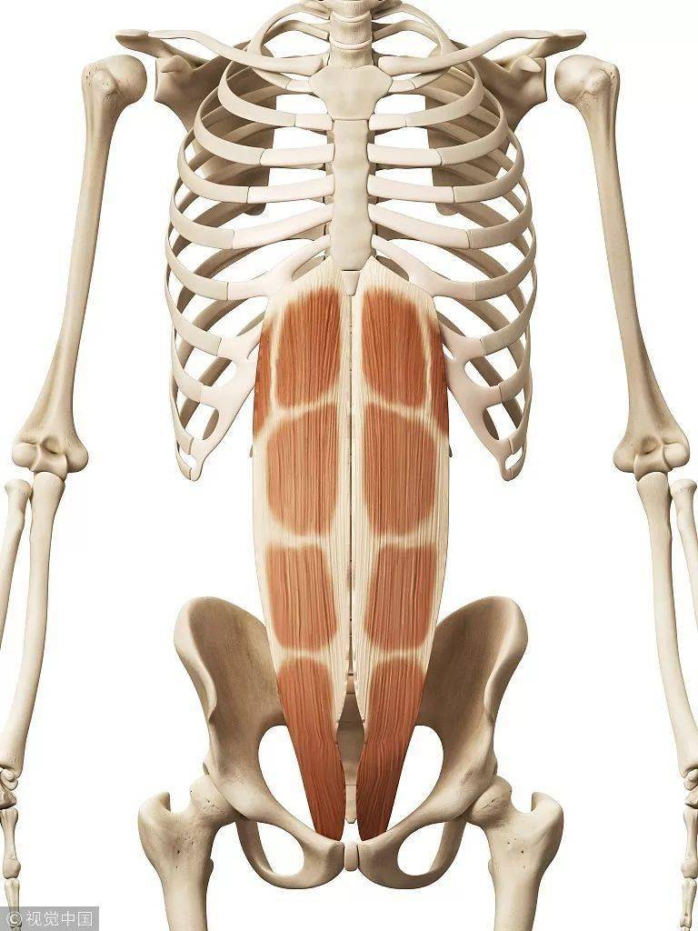 腹直肌——你真的清楚它的解剖和功能吗!