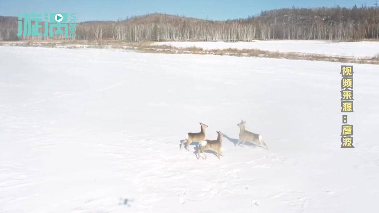 无人机巡护时遇东北神兽三只小狍子雪地撒欢镜头前憨态可掬