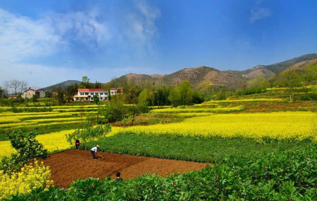 秦巴画卷灵秀茶乡|2021中国最美油菜花海汉中旅游文化节主题县——
