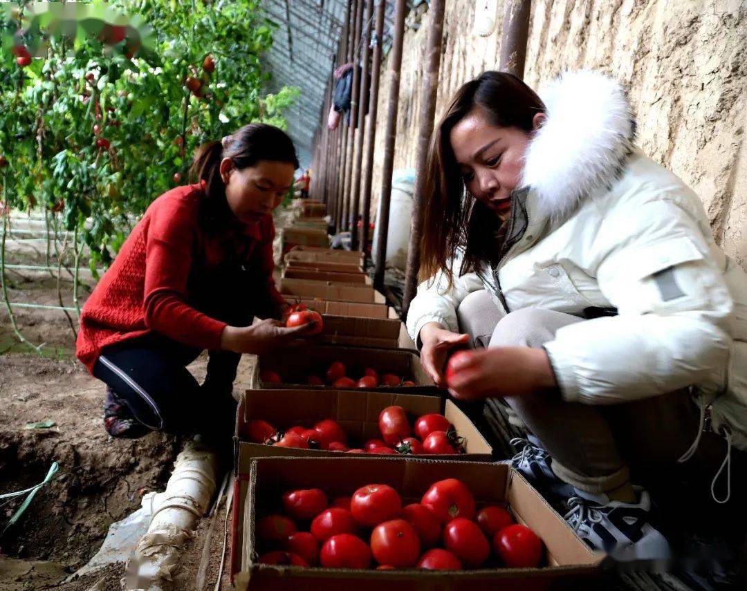 丰收美景走进孙金村58亩设施温室蔬菜基地