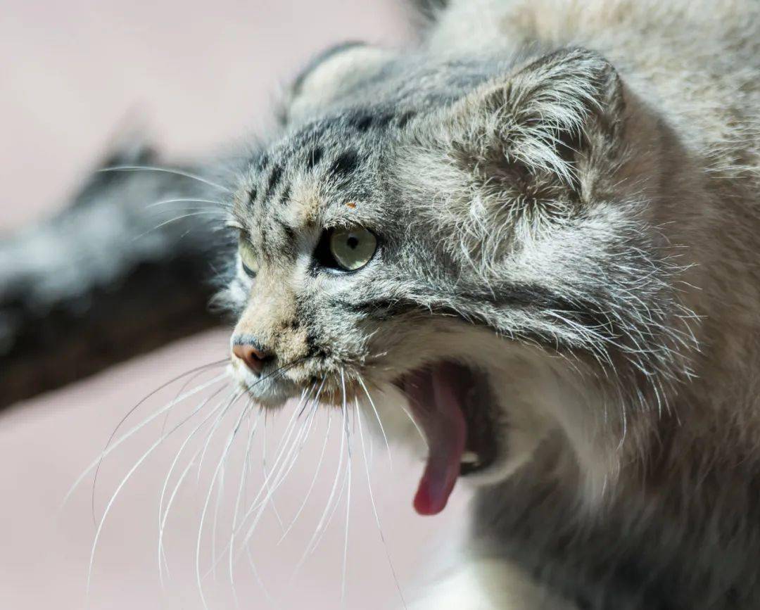 中国13猫,一种都不能少!