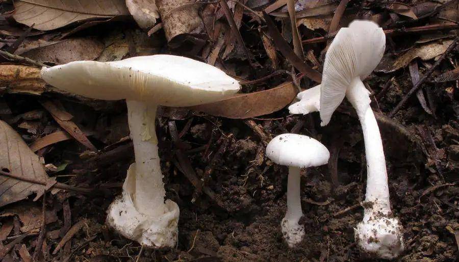 错误的毒蘑菇识别方法1颜色鲜艳的蘑菇有毒,不鲜艳的无毒(错误)毒蘑菇