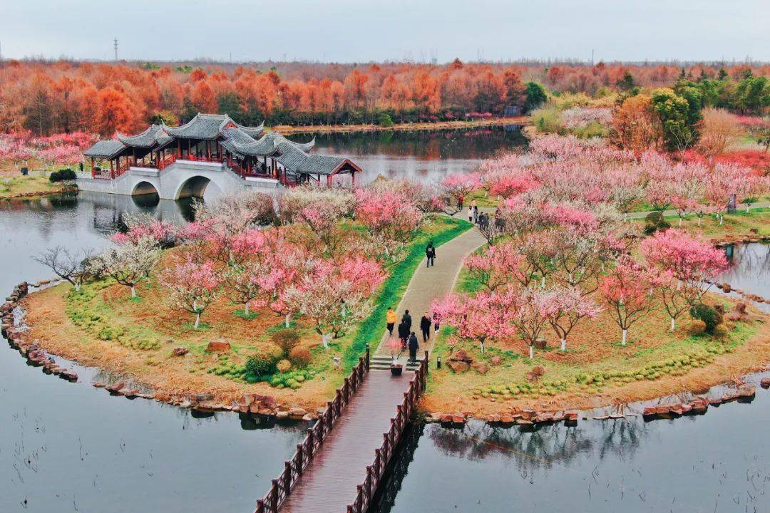 本次梅花节举办地上海奉贤海湾国家森林公园,是国家4a级旅游景区