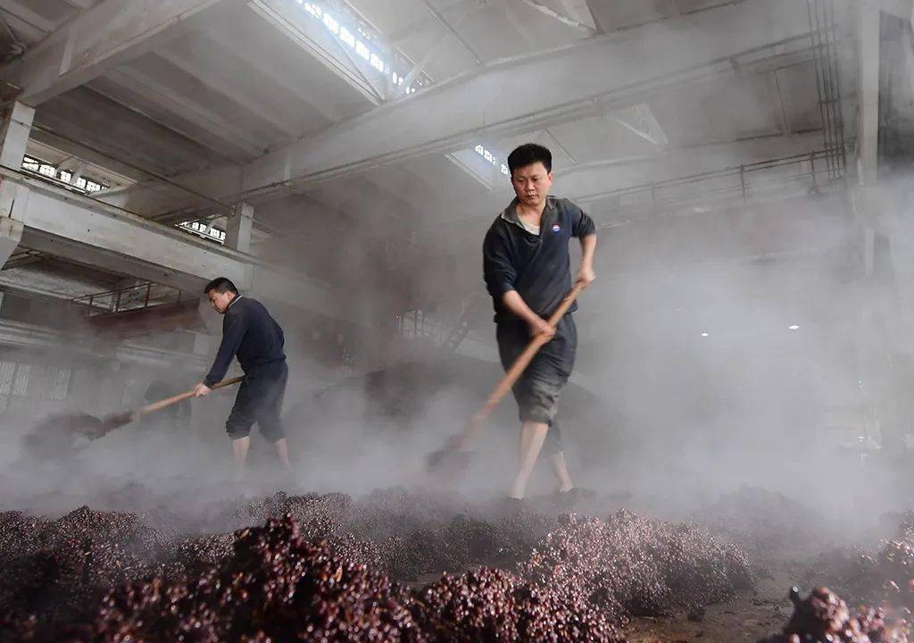 " 茅台镇山上的紫沙泥,是作窖底泥和封窖泥的最佳材料.