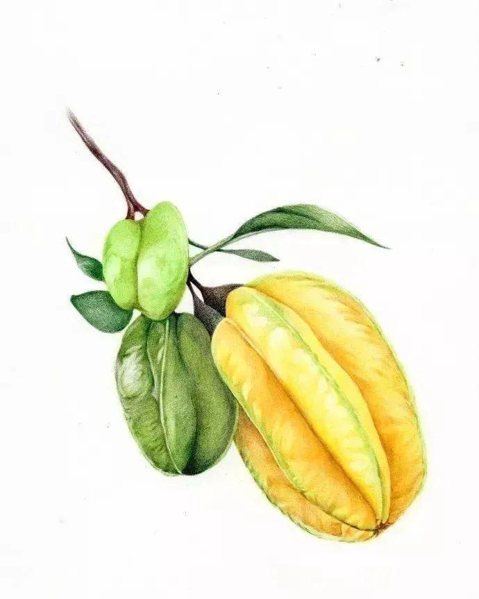 【水果教程】彩铅水果杨桃的画法步骤