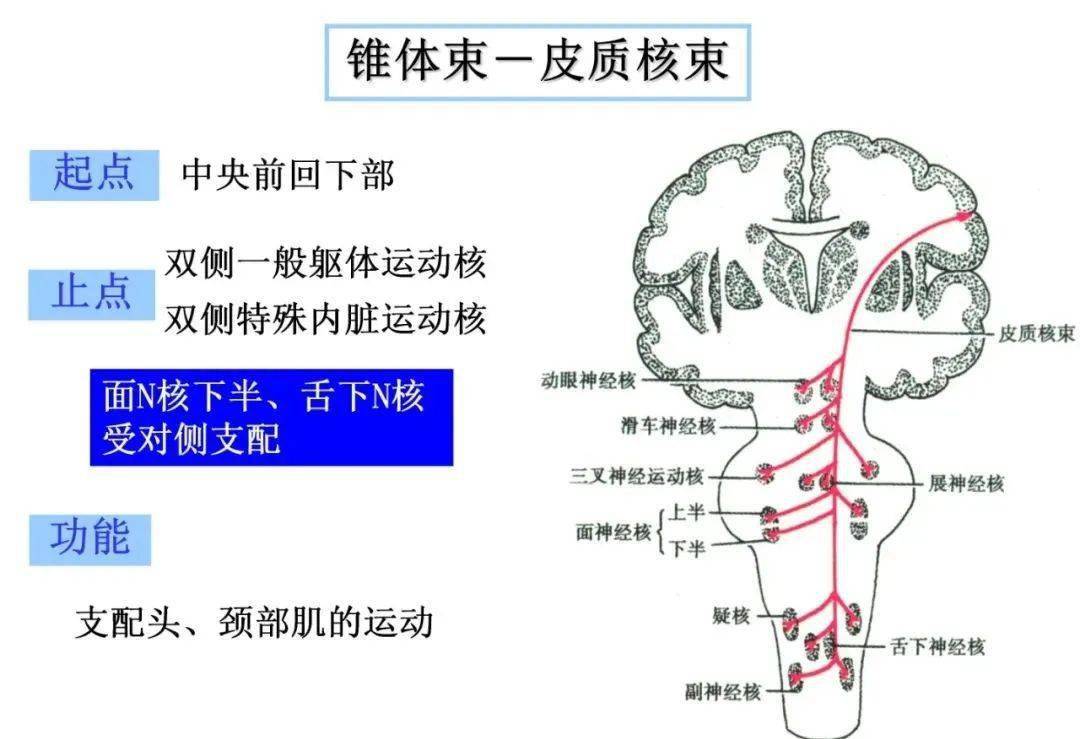 【收藏】脑干内部超详细功能解剖图