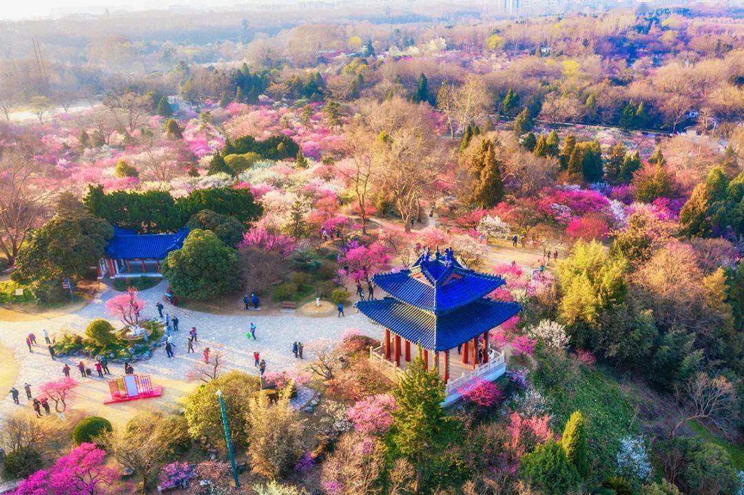 南京春季赏花地图!一整个春天都在这里了!