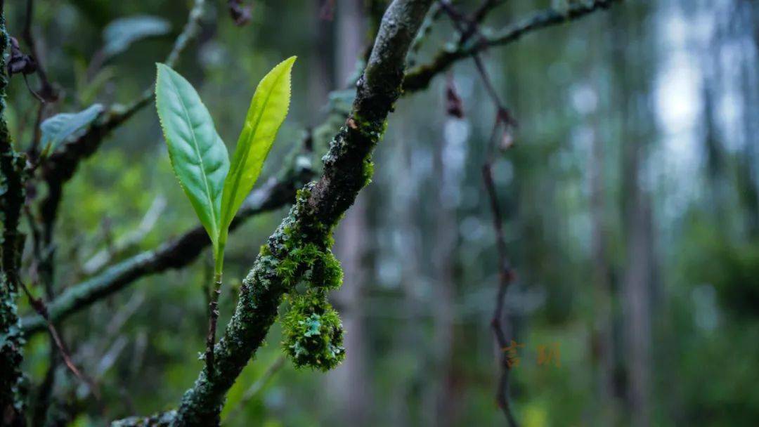 说茶|武夷岩茶老枞水仙的枞味要如何体会?