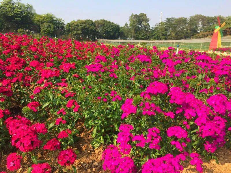 假日国旅东莞百花洲烟雨松花湖赏花一天游198元人