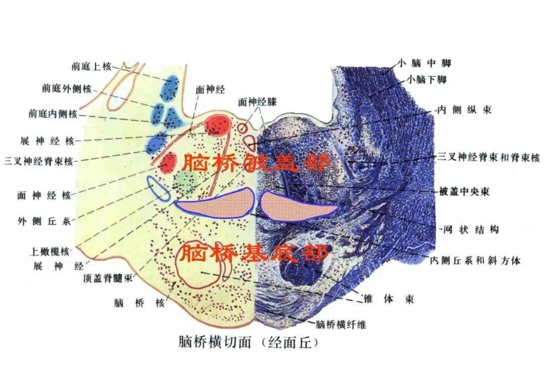 【收藏】脑干内部超详细功能解剖图