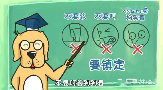 tips 1, 不要跑 2, 不要叫 3, 不要盯着狗狗看