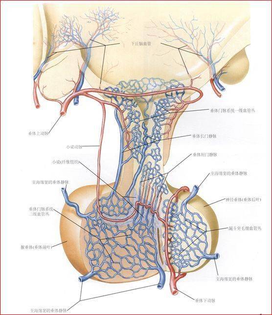 五,脉络丛(choroid plexus)