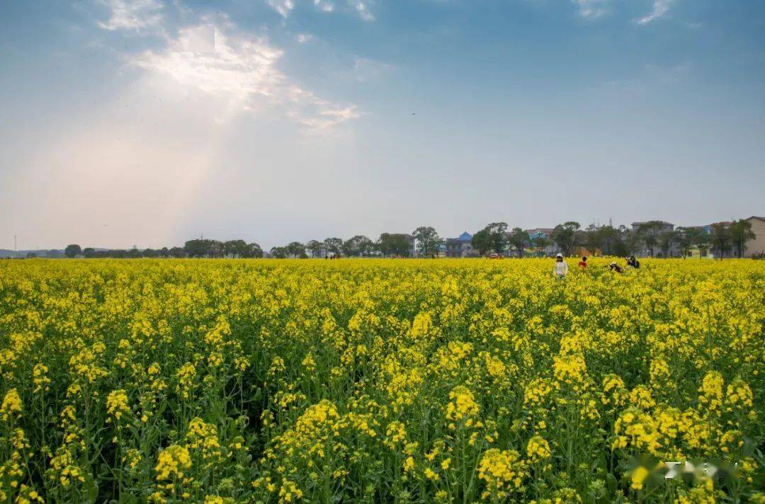 榨下村油菜花观景点地图导航 鼎湖油菜花观