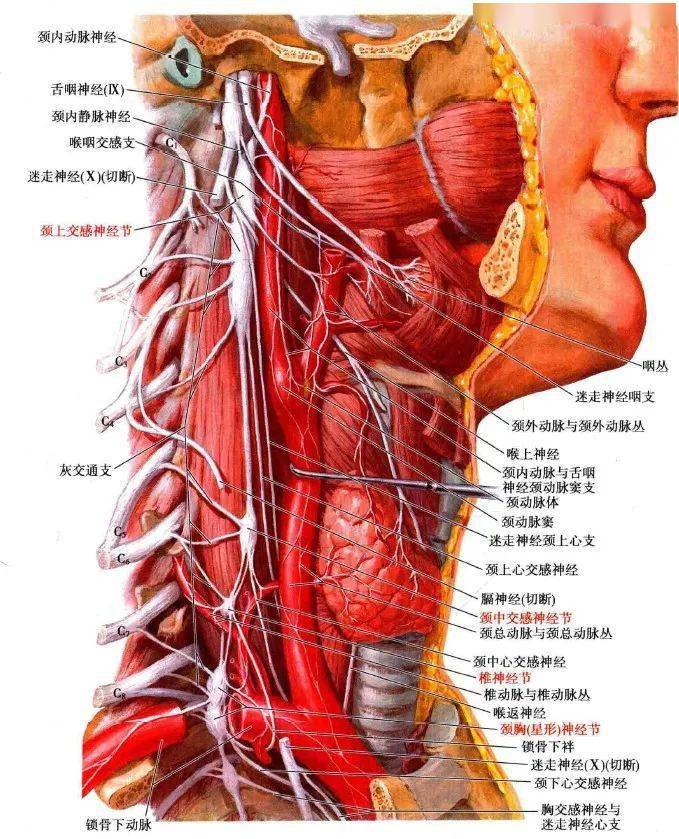 此神经发出后,于颈长肌的前面,沿颈血管鞘后方下降,经过甲状腺下动脉