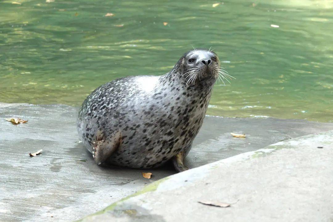 【世界海豹日】圆滚滚的斑海豹,每一块肉肉都恰到好处