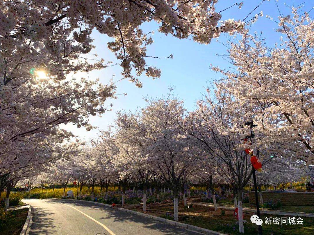 引进自国内外的近83个品种120000余株樱花,主要品种包括 阳光樱,关山