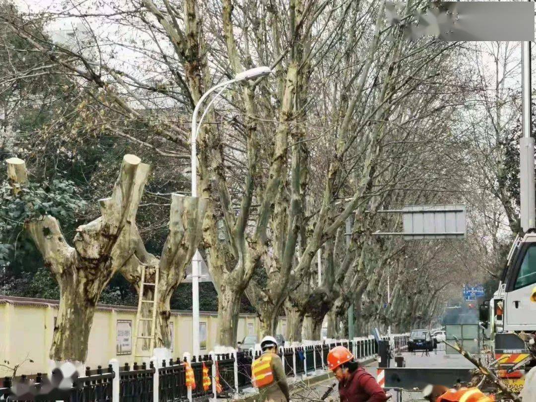 东街路上的法国梧桐 被 "剃头"了 修剪得只剩下秃树干 "法国梧桐被砍