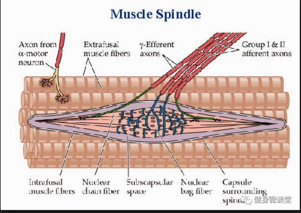 我们对肌肉的本体感觉,通常来自于肌肉内的本体感受器,例如肌梭